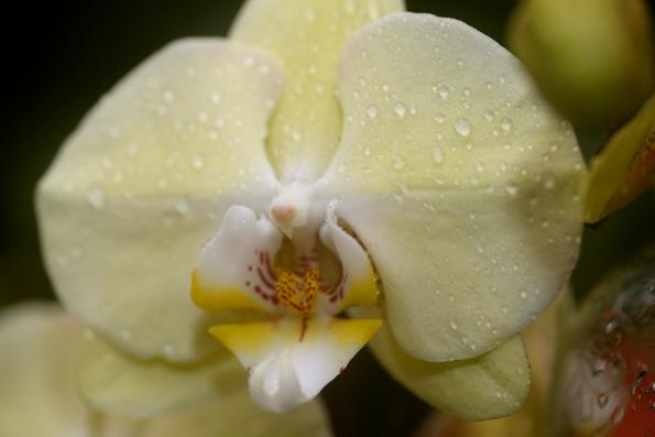 Orchideje201404