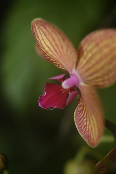 Orchideje201407
