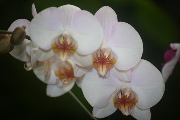 Orchideje201421
