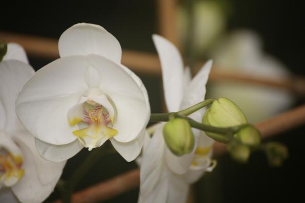 Orchideje201425