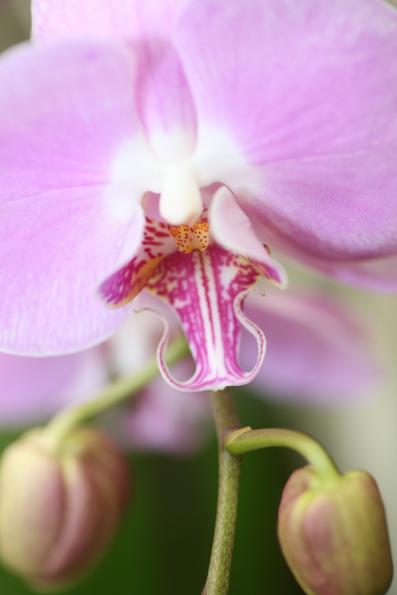 Orchideje201428