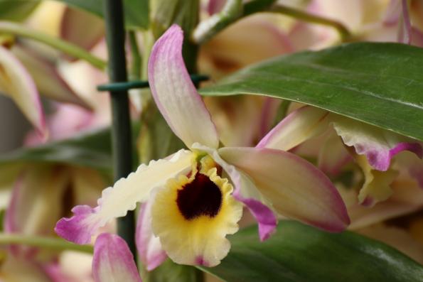 Orchideje2015-01