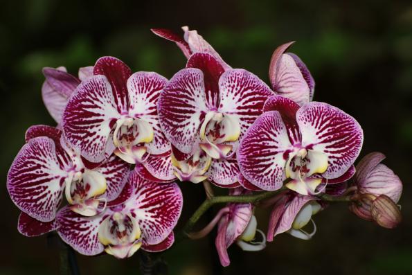 Orchideje2015-09
