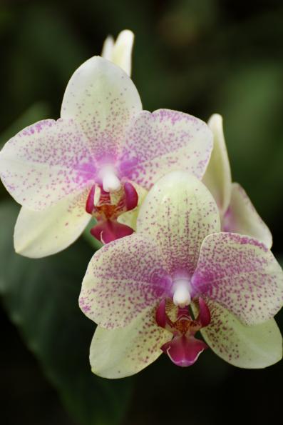 Orchideje2015-11