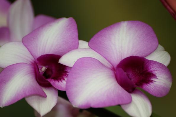 Orchideje2015-12