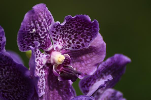 Orchideje2015-14