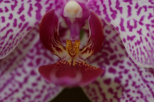 Orchideje2015-22