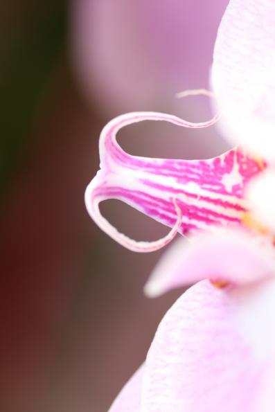 Orchideje2015-24