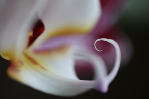 2016 Fata Morgana orchidee