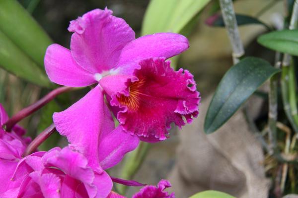 2011Orchidea01