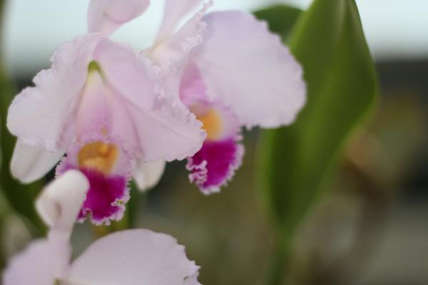 2011Orchidea06