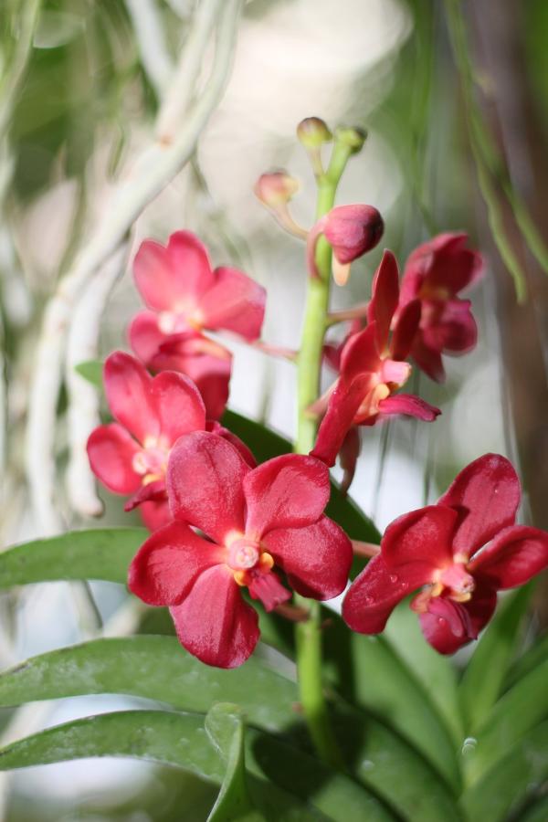 2011Orchidea09