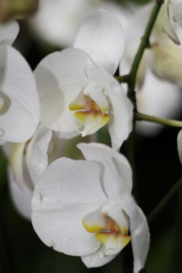 2011Orchidea15