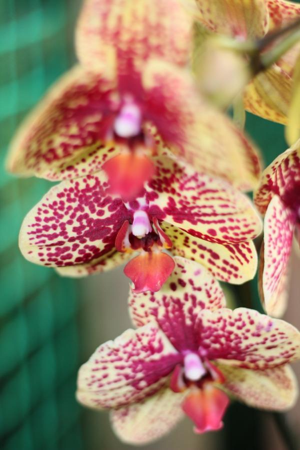 2011Orchidea16