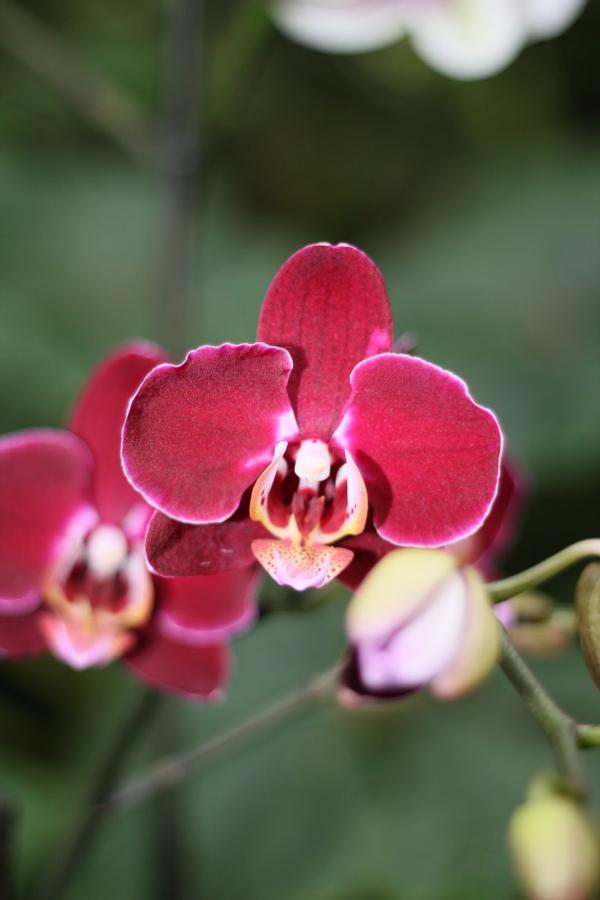 2011Orchidea22