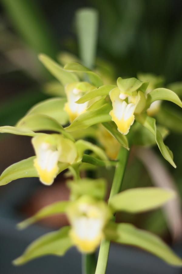 2011Orchidea24