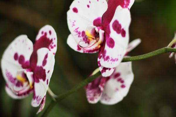 2011Orchidea25