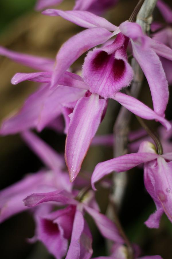 2011Orchidea26