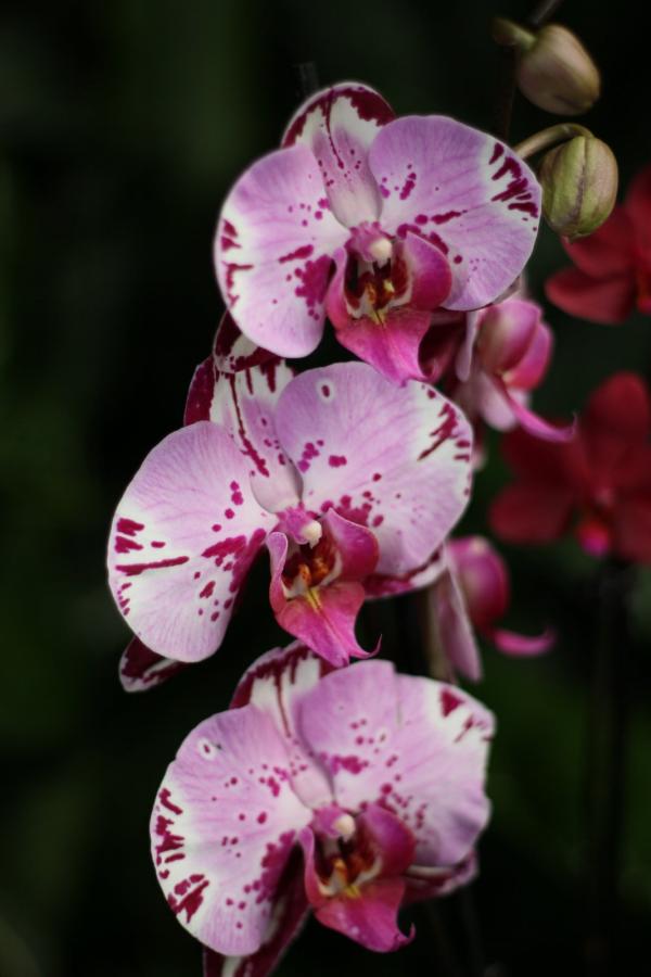 2011Orchidea30