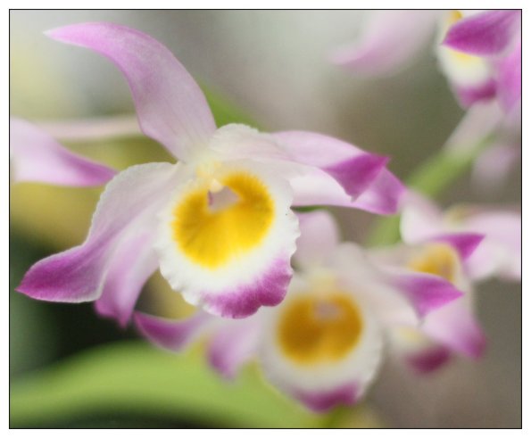 2011Orchidea34