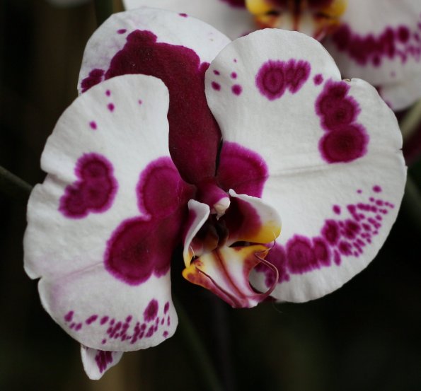 2011Orchidea45