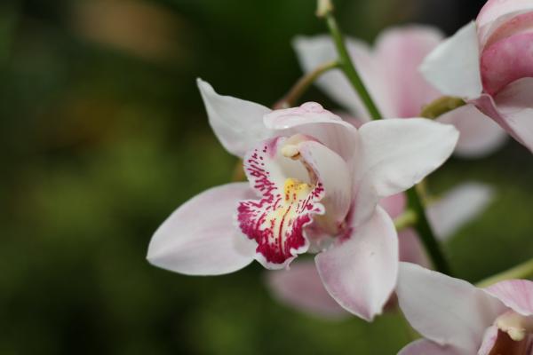 2011Orchidea48