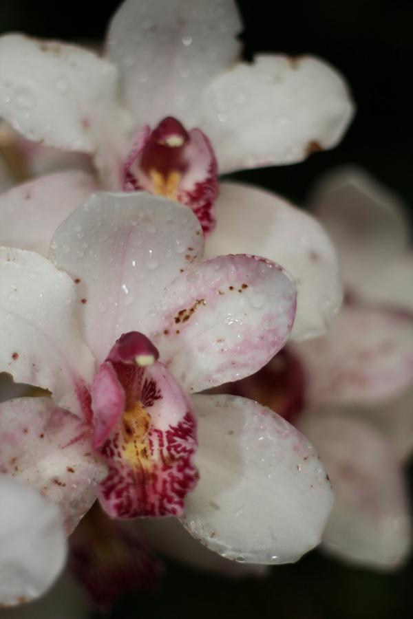 2011Orchidea51