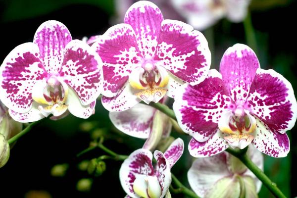 2012Orchidea07