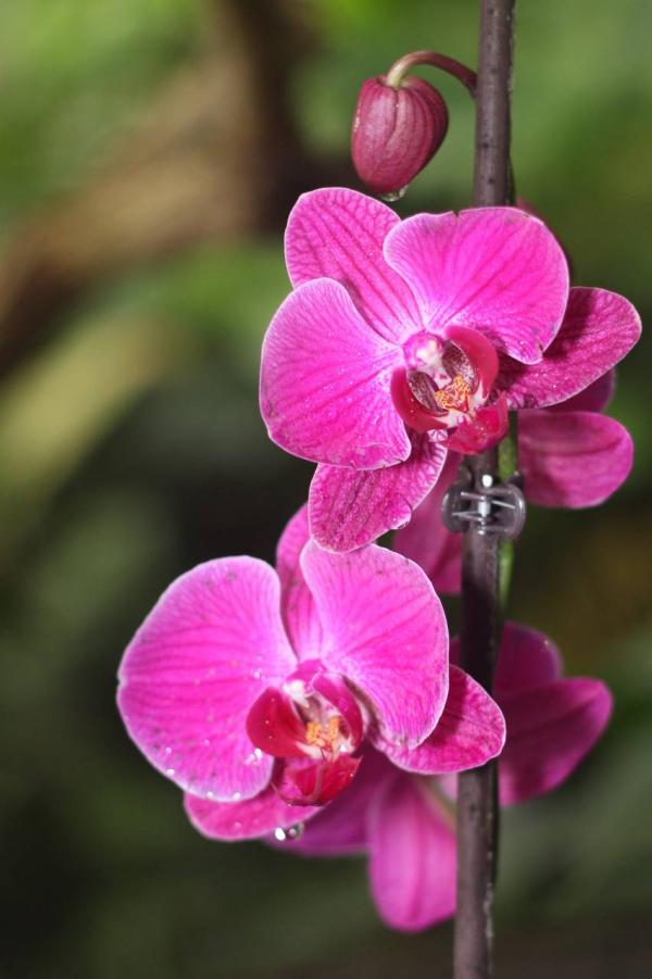 2012Orchidea08