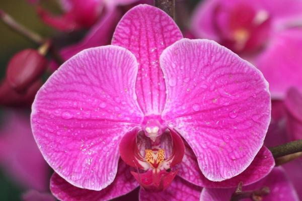 2012Orchidea09