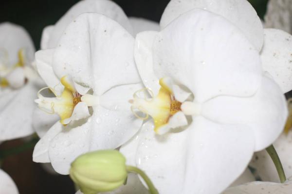 2012Orchidea11