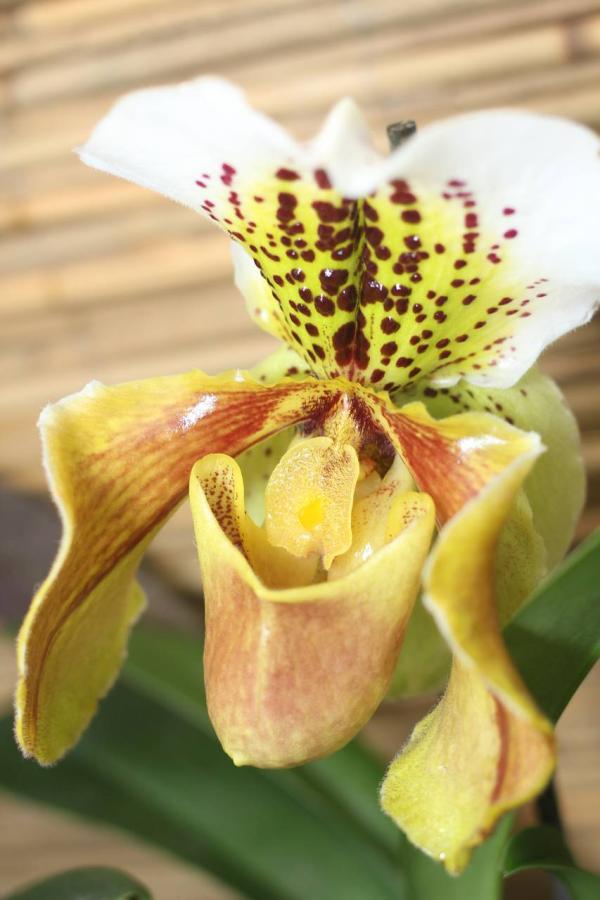 2012Orchidea14