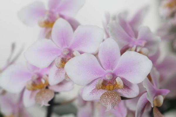 2012Orchidea15