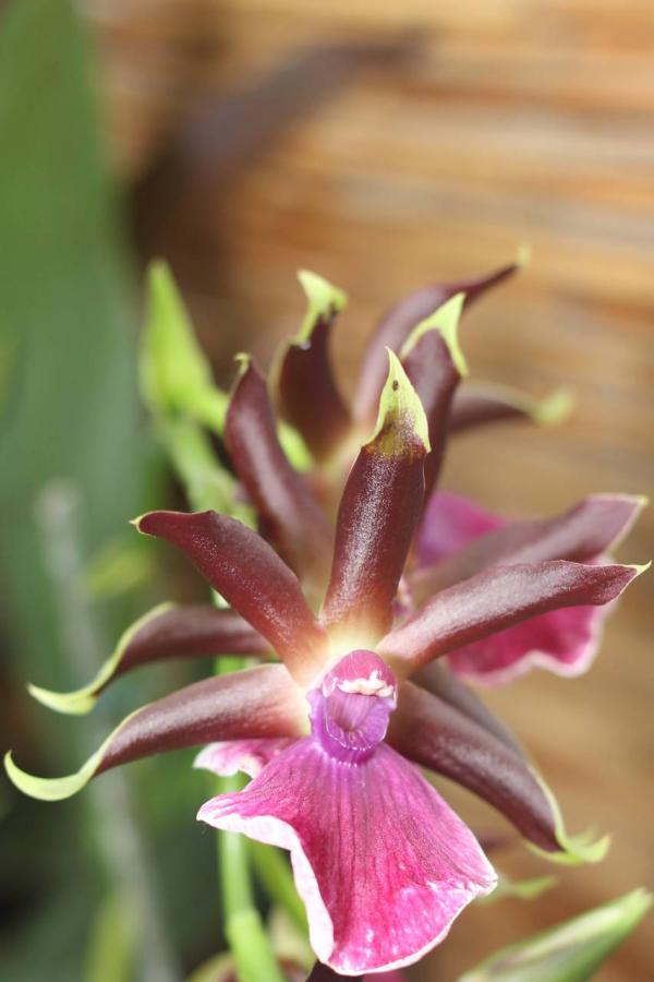 2012Orchidea16