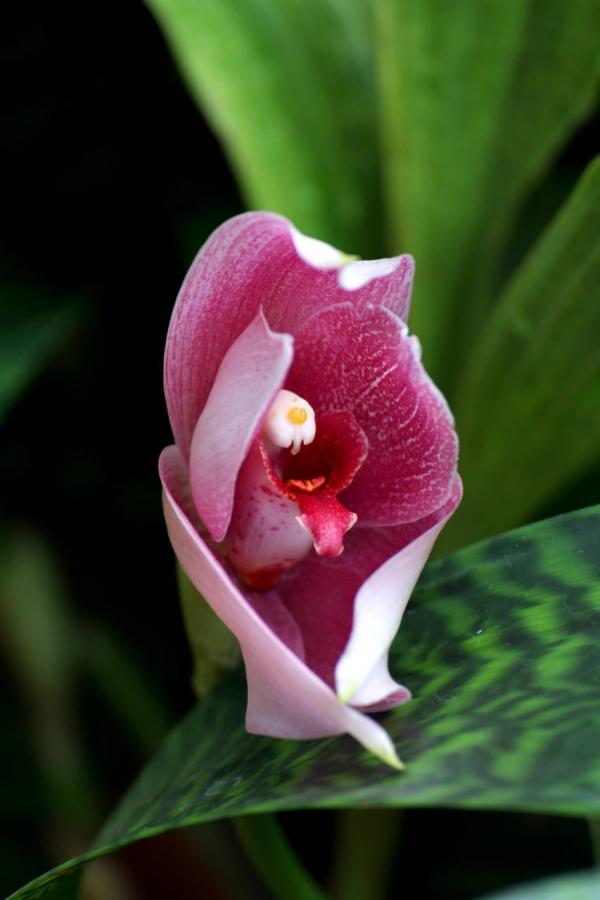 2012Orchidea19