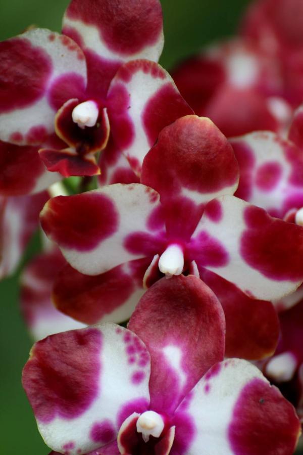 2012Orchidea20