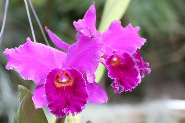 OrchidejeFM2013_01