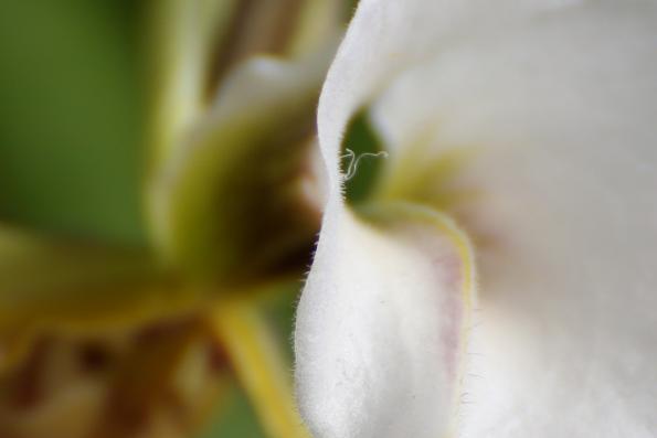 2013 Fata Morgana orchidee
