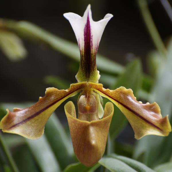 OrchidejeFM2013_03