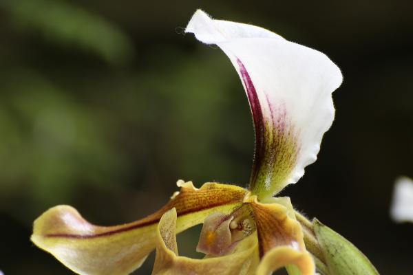 OrchidejeFM2013_04