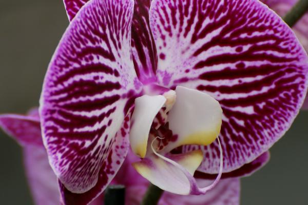 OrchidejeFM2013_05