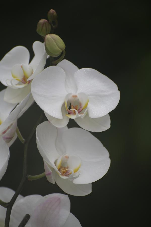 OrchidejeFM2013_06