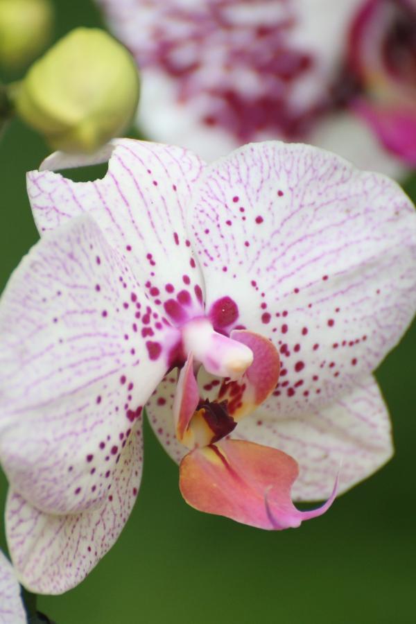 OrchidejeFM2013_09