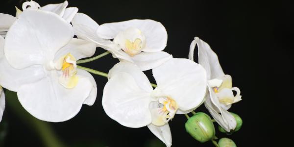 OrchidejeFM2013_10