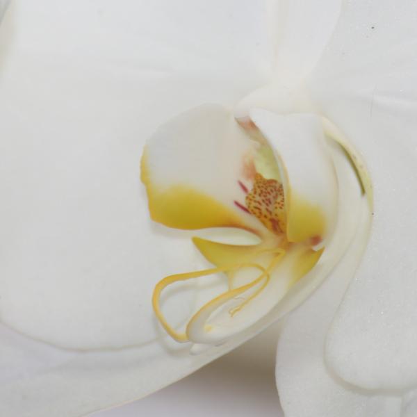 OrchidejeFM2013_11