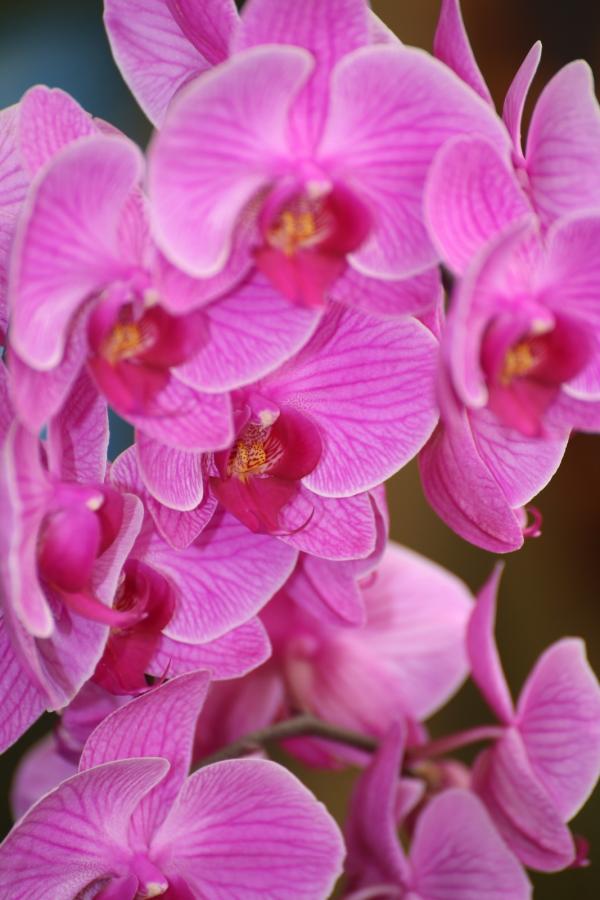 OrchidejeFM2013_13