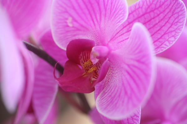 OrchidejeFM2013_14