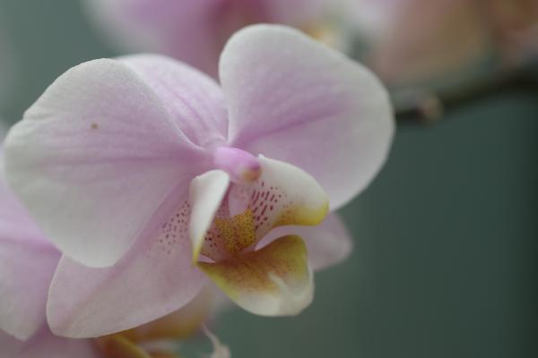 OrchidejeFM2013_15