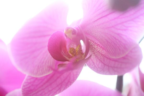 OrchidejeFM2013_16