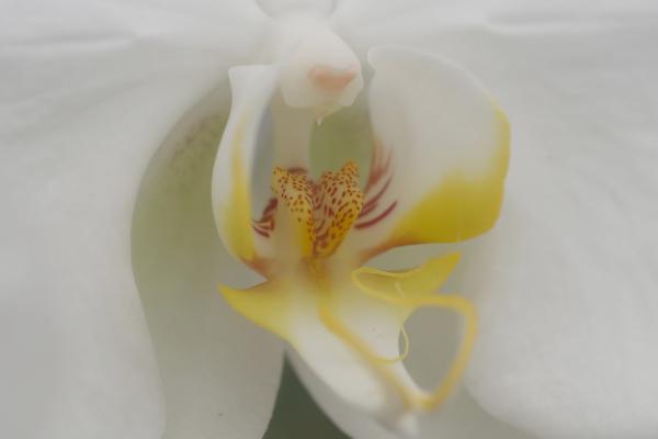 OrchidejeFM2013_18